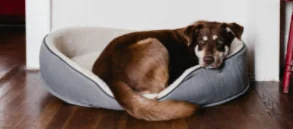 Maltrattano il cane, incastrati dai social e condannati